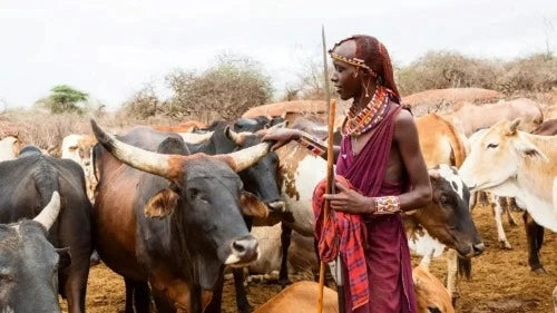 A Masai worrier with his cows representing Cape Masai Leather culture.